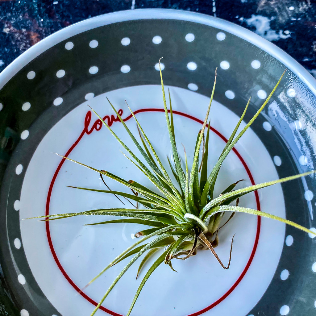 Air Plant by kwind
