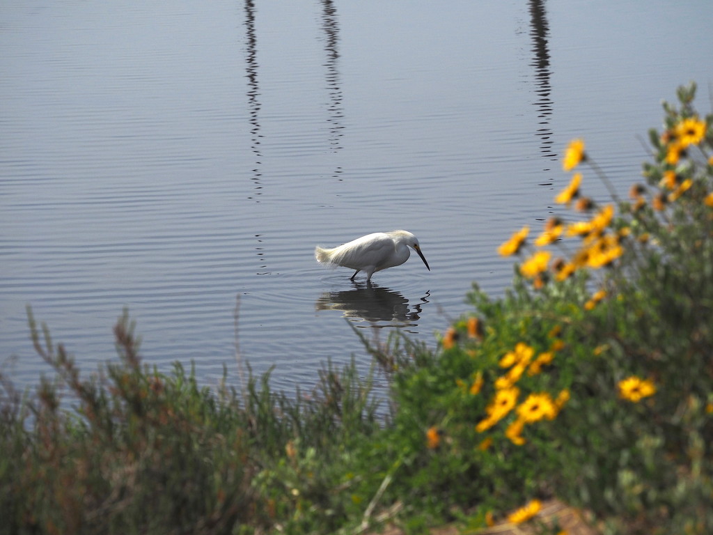 Snowy Egret in the Shallows by redy4et