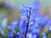 7th Apr 2021 - Squill