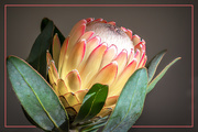 22nd Apr 2021 - One of the many Protea varieties