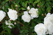 21st Apr 2021 - White roses