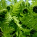 Ferns unfurling by julienne1