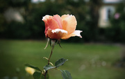 22nd Apr 2021 - Autumn rose