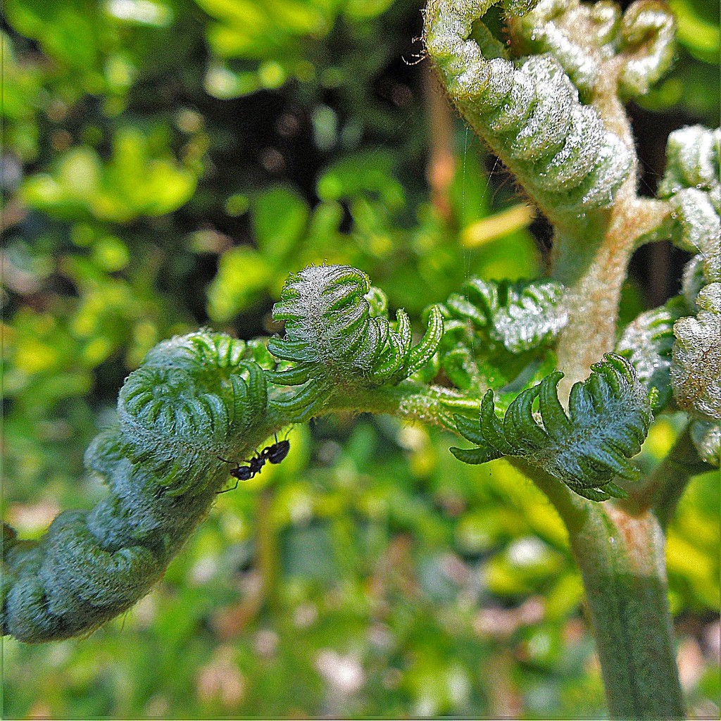 Ant on fern by etienne