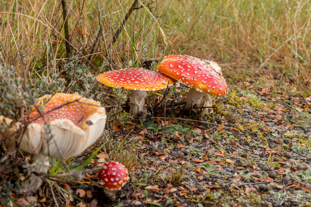 Fungi! by yorkshirekiwi