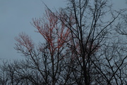 20th Jan 2021 - Sunset in the branches of trees.