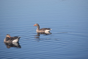 22nd Apr 2021 - Geese