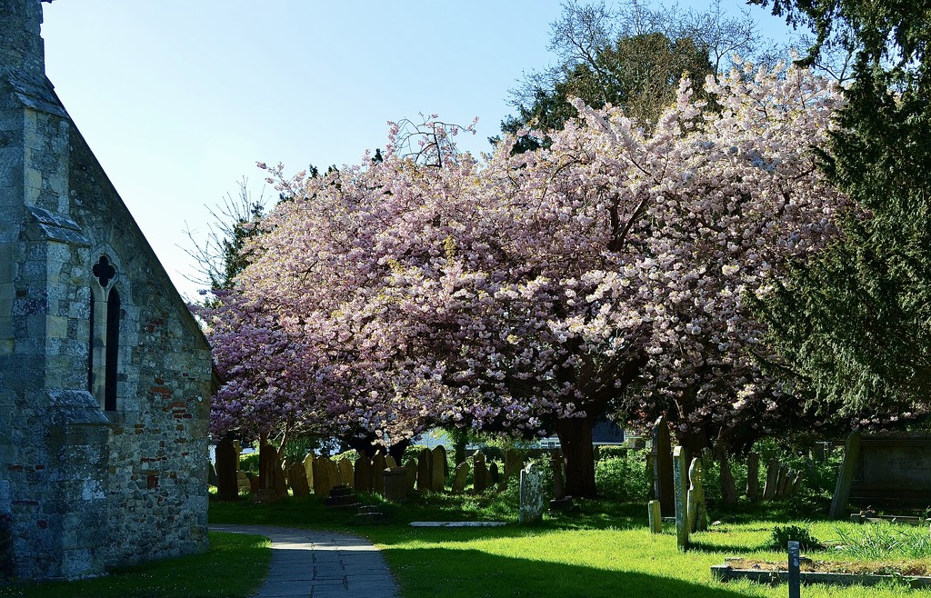 Blossom in the Churchyard by wakelys