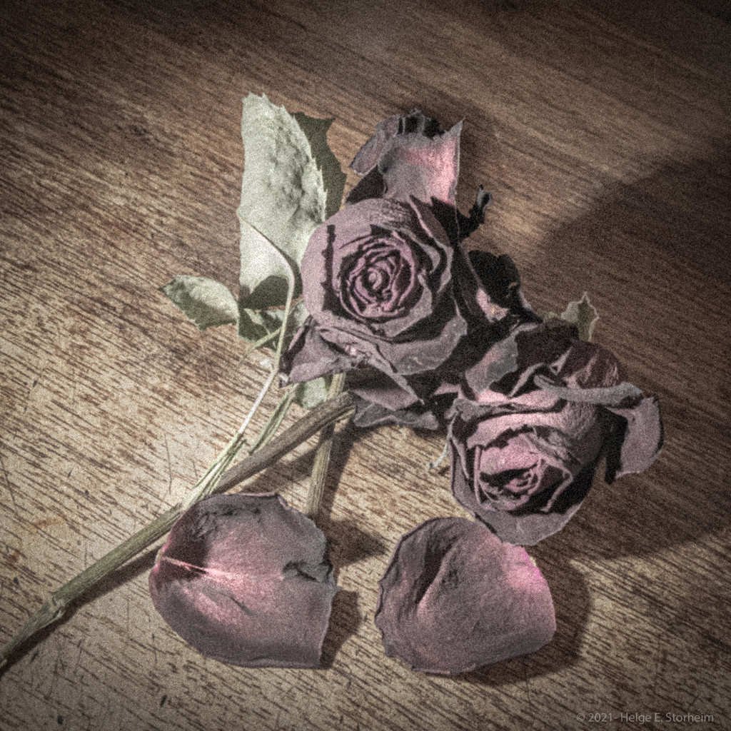 Faded  rose by helstor365