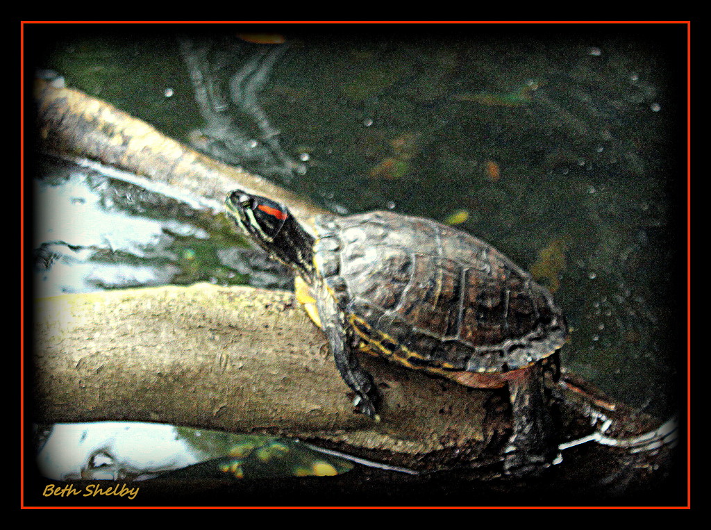 Turtle on Limb by vernabeth