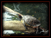 17th Mar 2021 - Turtle on Limb