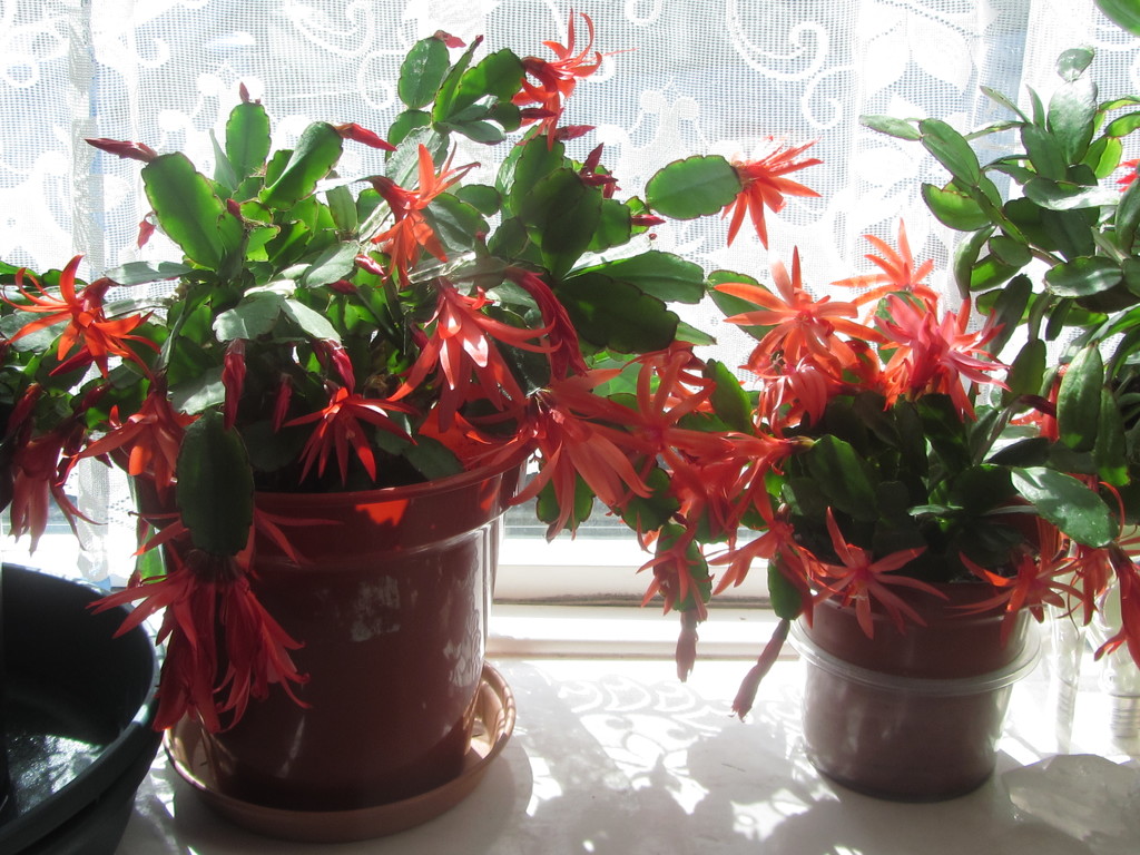 Orange flowering cactus plants on sunny windowsill. by grace55