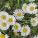 Daisies. by grace55