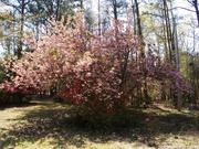 23rd Apr 2021 - Kwanzan cherry tree...