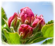 22nd Apr 2021 - Budding Apple Blossom