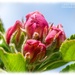 Budding Apple Blossom by carolmw