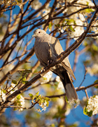 22nd Apr 2021 - Morning dove