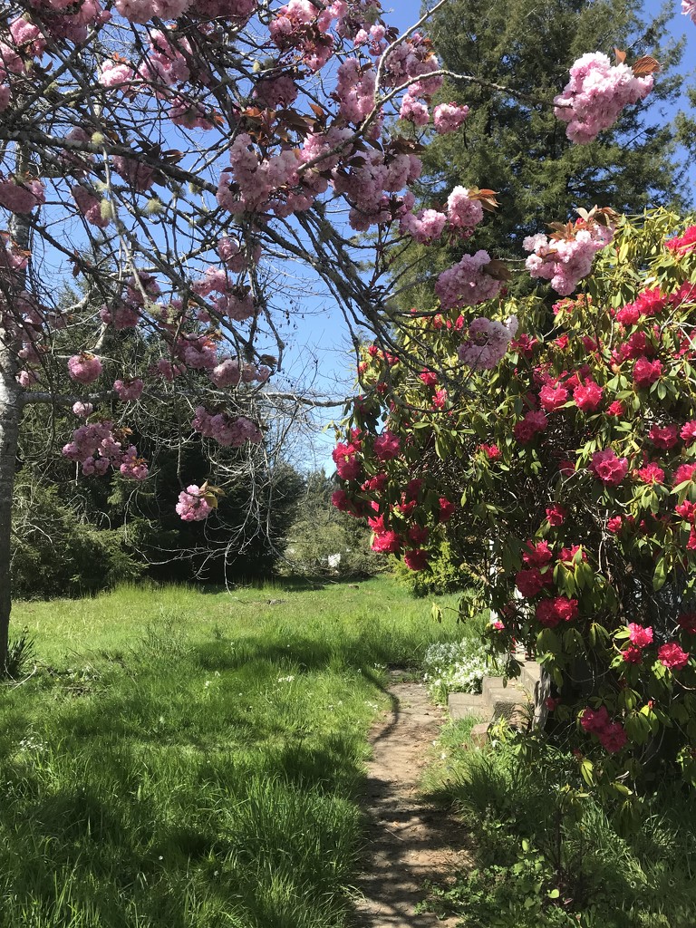 Cherry and Rhododendron  by pandorasecho