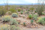 22nd Apr 2021 - Ancient Native American Agave Garden