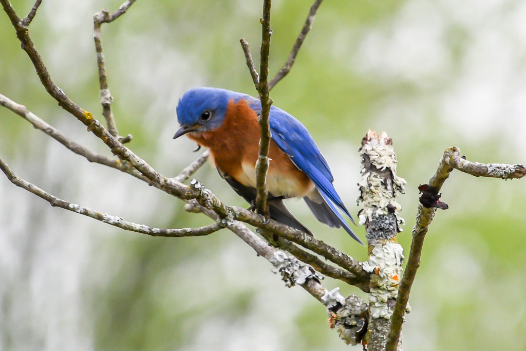 Bluebird by danette