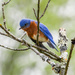 Bluebird by danette