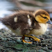 The unfortunate duckling by photographycrazy