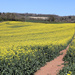 Rapeseed Fields by 365projectorglisa