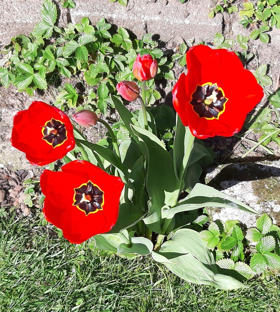 Tulips in the back garden by armurr