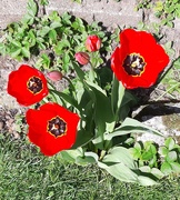 21st Apr 2021 - Tulips in the back garden