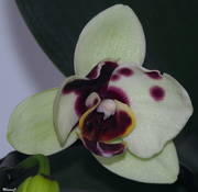 22nd Apr 2021 - Spotted phal