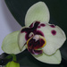 Spotted phal by monicac