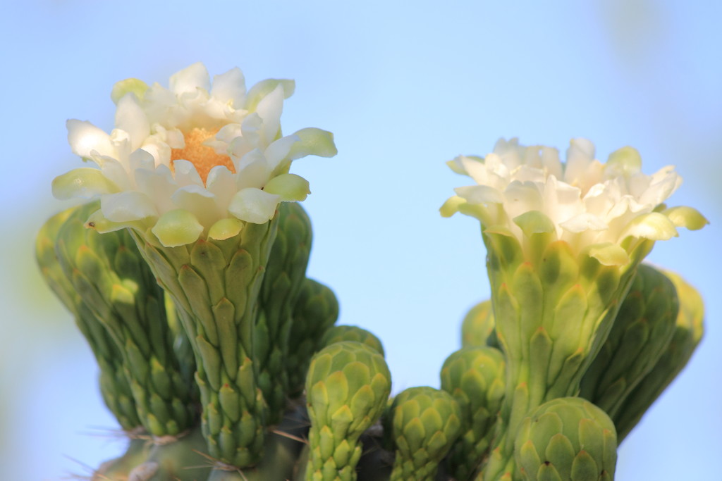 Saguaro Flowers for Marlboromaam by ryan161
