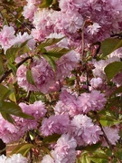 21st Apr 2021 - Beautiful Blossom