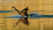 22nd Apr 2021 - Canada goose landing