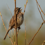 22nd Apr 2021 - song sparrow 