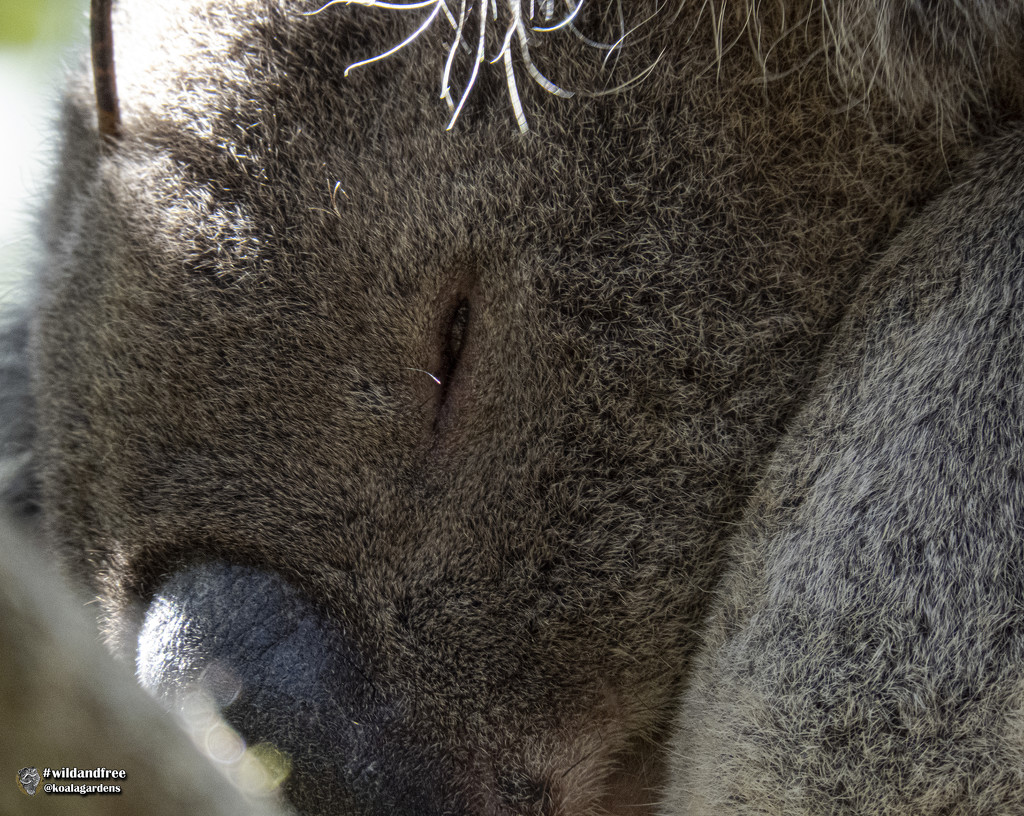 a sleepy head by koalagardens