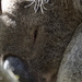a sleepy head by koalagardens