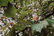 23rd Apr 2021 - Autumn leaf hiding in bokeh