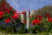 22nd Apr 2021 - Arundel Castle's Poppies