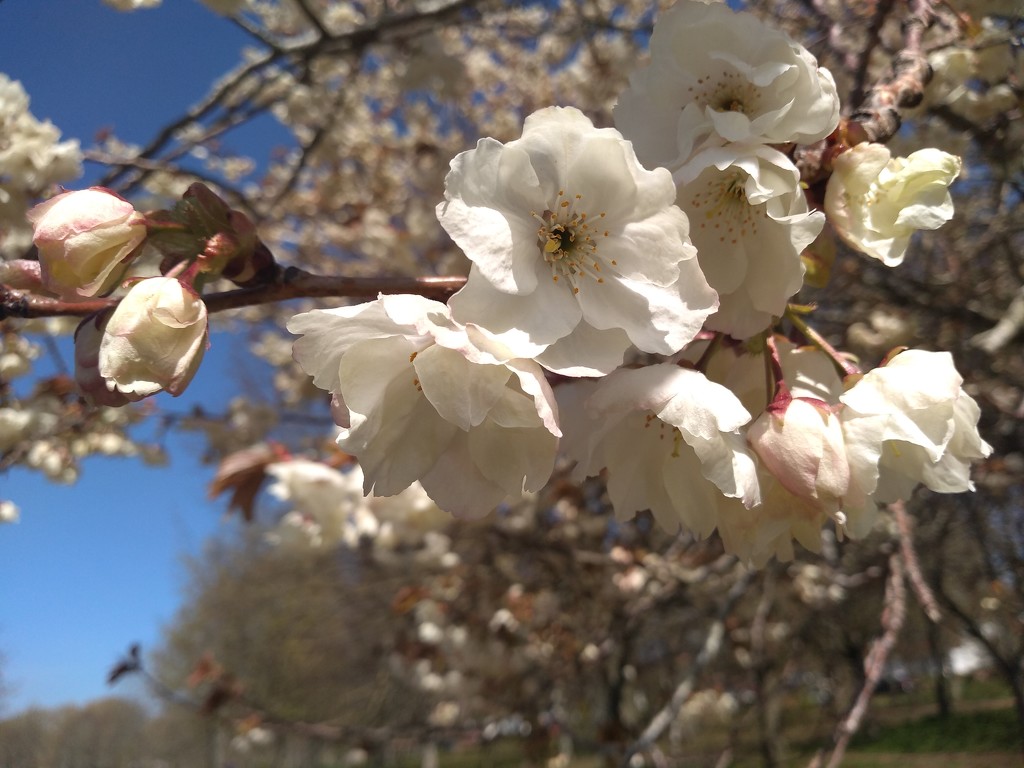 Blossom in Hove Park by moirab