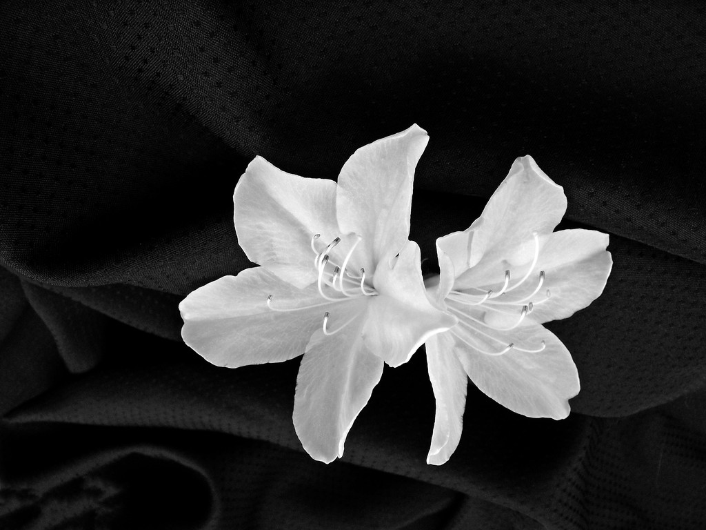 White on black 5... by marlboromaam