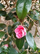 22nd Apr 2021 - Camellia time