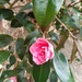 Camellia time by sarah19