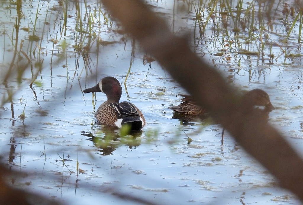 Blue-winged Teal by frantackaberry