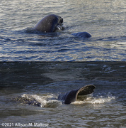 22nd Apr 2021 - Madly Mating Manatees
