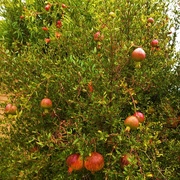 23rd Apr 2021 - Ornamental Pomegranate  Tree ~   