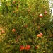 Ornamental Pomegranate  Tree ~    by happysnaps