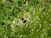 22nd Apr 2021 - Bee on Flower 