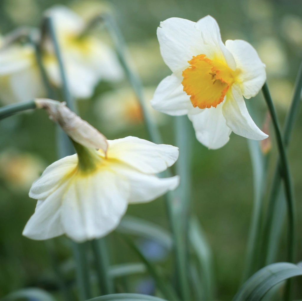 Daffodil 23 by 4rky