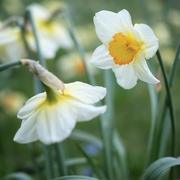23rd Apr 2021 - Daffodil 23